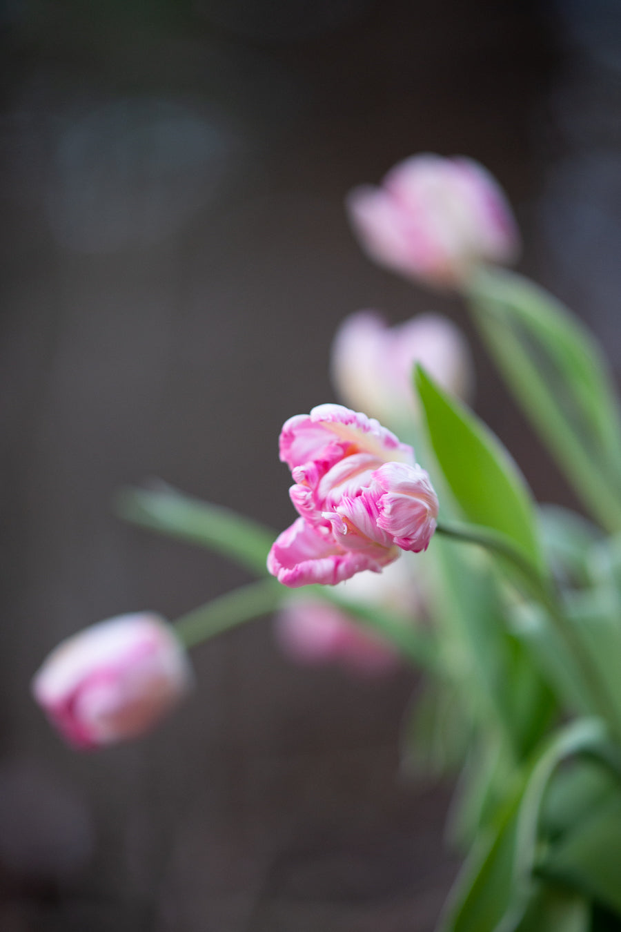 tulips, delivered!